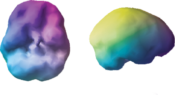 Color-coded brain scan showing activity regions in blue, purple, and green gradients