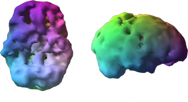3D brain scan visualization showing neural activity patterns in purple and green tones